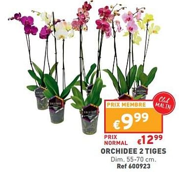 Promotions Orchidee 2 tiges - Produit maison - Trafic  - Valide de 01/02/2023 à 06/02/2023 chez Trafic