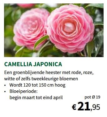 Promoties Camellia japonica - Huismerk - Horta - Geldig van 01/02/2023 tot 12/02/2023 bij Horta