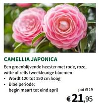 Camellia japonica-Huismerk - Horta