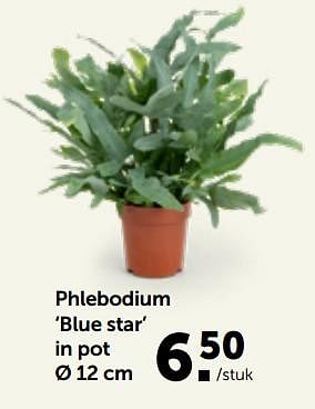 Promotions Phlebodium blue star in pot - Produit maison - Aveve - Valide de 27/02/2023 à 12/03/2023 chez Aveve