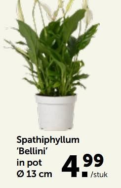 Promotions Spathiphyllum bellini in pot - Produit maison - Aveve - Valide de 27/02/2023 à 12/03/2023 chez Aveve