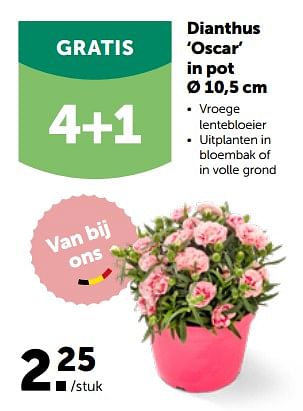 Promoties Dianthus oscar in pot - Huismerk - Aveve - Geldig van 27/02/2023 tot 12/03/2023 bij Aveve