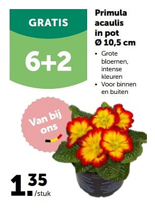 Promoties Primula acaulis in pot - Huismerk - Aveve - Geldig van 27/02/2023 tot 12/03/2023 bij Aveve
