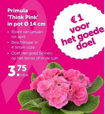 Promotions Primula think pink in pot - Produit maison - Aveve - Valide de 27/02/2023 à 12/03/2023 chez Aveve