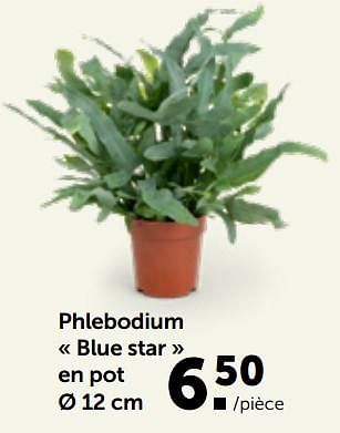 Promotions Phlebodium blue star en pot - Produit maison - Aveve - Valide de 27/02/2023 à 12/03/2023 chez Aveve