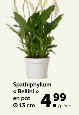 Promotions Spathiphyllum bellini en pot - Produit maison - Aveve - Valide de 27/02/2023 à 12/03/2023 chez Aveve