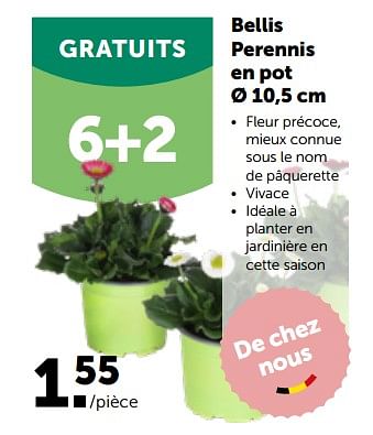 Promotions Bellis perennis en pot - Produit maison - Aveve - Valide de 27/02/2023 à 12/03/2023 chez Aveve