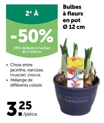 Promotions Bulbes à fleurs en pot - Produit maison - Aveve - Valide de 27/02/2023 à 12/03/2023 chez Aveve