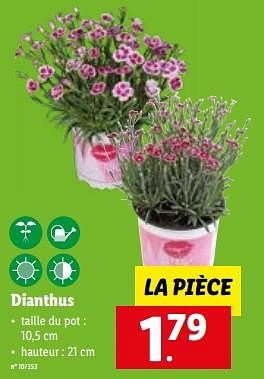 Promotions Dianthus - Produit maison - Lidl - Valide de 15/03/2023 à 21/03/2023 chez Lidl