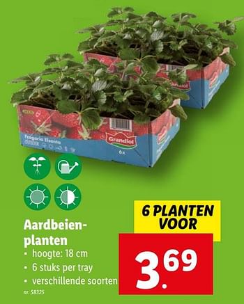 Promoties Aardbeienplanten - Huismerk - Lidl - Geldig van 22/03/2023 tot 28/03/2023 bij Lidl