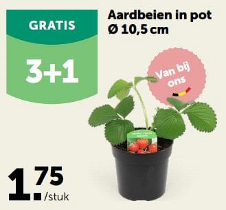 Promotions Aardbeien in pot - Produit maison - Aveve - Valide de 15/03/2023 à 26/03/2023 chez Aveve