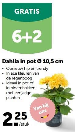 Promoties Dahlia in pot - Huismerk - Aveve - Geldig van 27/03/2023 tot 08/04/2023 bij Aveve