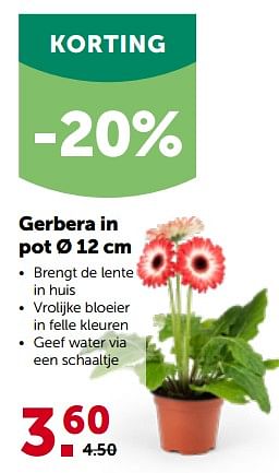 Promoties Gerbera in pot - Huismerk - Aveve - Geldig van 27/03/2023 tot 08/04/2023 bij Aveve