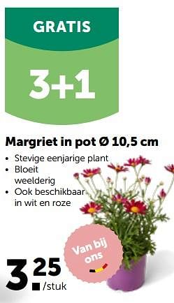 Promoties Margriet in pot - Huismerk - Aveve - Geldig van 27/03/2023 tot 08/04/2023 bij Aveve