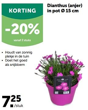 Promoties Dianthus anjer in pot - Huismerk - Aveve - Geldig van 27/03/2023 tot 08/04/2023 bij Aveve