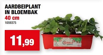 Promoties Aardbeiplant in bloembak - Huismerk - Hubo  - Geldig van 05/04/2023 tot 16/04/2023 bij Hubo