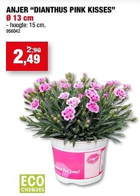 Promoties Anjer dianthus pink kisses - Huismerk - Hubo  - Geldig van 05/04/2023 tot 16/04/2023 bij Hubo