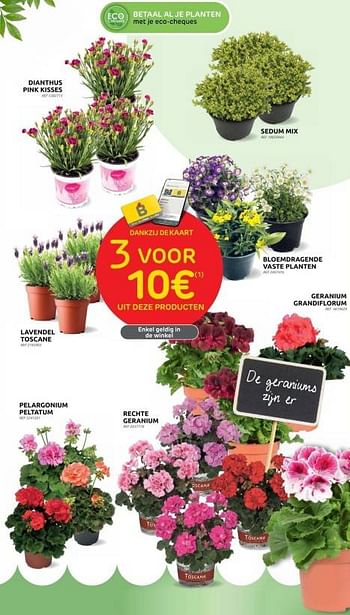 Promoties Dianthus pink kisses - Huismerk - Brico - Geldig van 12/04/2023 tot 24/04/2023 bij Brico