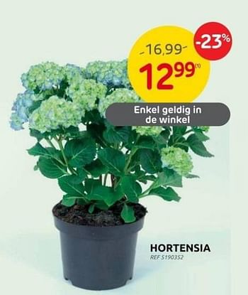 Promoties Hortensia - Huismerk - Brico - Geldig van 12/04/2023 tot 24/04/2023 bij Brico