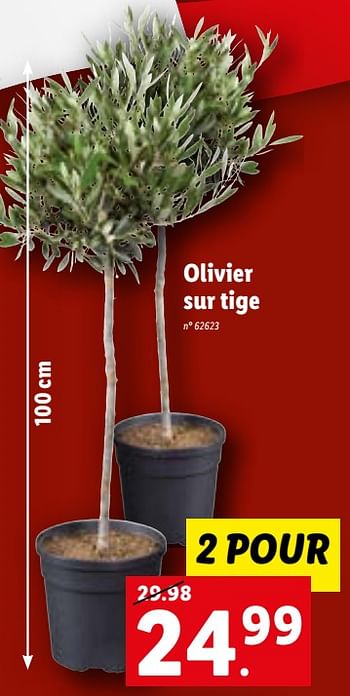 Promotions Olivier sur tige - Produit maison - Lidl - Valide de 19/04/2023 à 25/04/2023 chez Lidl