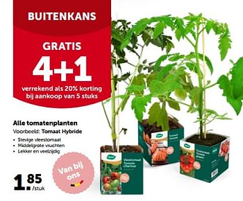 Promotions Alle tomatenplanten - Produit maison - Aveve - Valide de 24/04/2023 à 07/05/2023 chez Aveve