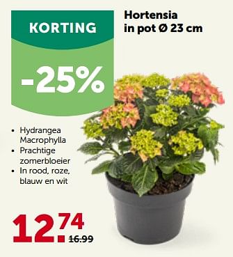 Promoties Hortensia in pot - Huismerk - Aveve - Geldig van 24/04/2023 tot 07/05/2023 bij Aveve