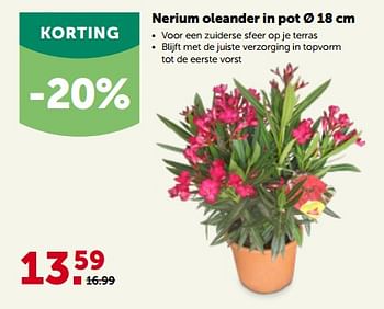 Promotions Nerium oleander in pot - Produit maison - Aveve - Valide de 24/04/2023 à 07/05/2023 chez Aveve