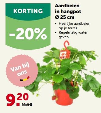 Promoties Aardbeien in hangpot - Huismerk - Aveve - Geldig van 24/04/2023 tot 07/05/2023 bij Aveve
