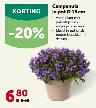 Promotions Campanula in pot - Produit maison - Aveve - Valide de 24/04/2023 à 07/05/2023 chez Aveve