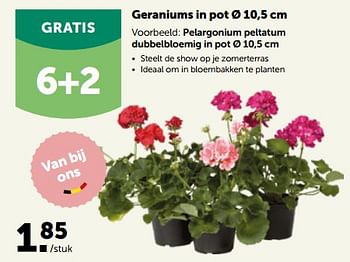 Promoties Pelargonium peltatum dubbelbloemig in pot - Huismerk - Aveve - Geldig van 24/04/2023 tot 07/05/2023 bij Aveve