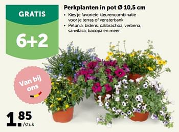 Promotions Perkplanten in pot - Produit maison - Aveve - Valide de 24/04/2023 à 07/05/2023 chez Aveve