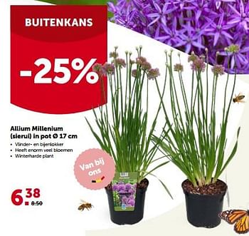 Promotions Allium millenium sierui in pot - Produit maison - Aveve - Valide de 22/05/2023 à 04/06/2023 chez Aveve