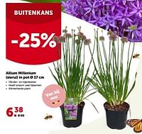 Allium millenium sierui in pot-Huismerk - Aveve