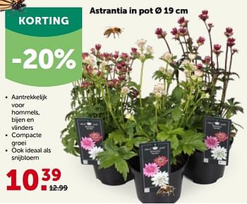 Promotions Astrantia in pot - Produit maison - Aveve - Valide de 22/05/2023 à 04/06/2023 chez Aveve