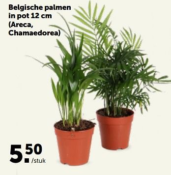 Promotions Belgische palmen in pot areca, chamaedorea - Produit maison - Aveve - Valide de 22/05/2023 à 04/06/2023 chez Aveve