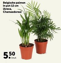 Belgische palmen in pot areca, chamaedorea-Huismerk - Aveve