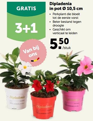 Promoties Dipladenia in pot - Huismerk - Aveve - Geldig van 22/05/2023 tot 04/06/2023 bij Aveve