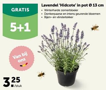 Promotions Lavendel ‘hidcote’ in pot - Produit maison - Aveve - Valide de 22/05/2023 à 04/06/2023 chez Aveve