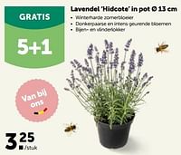 Lavendel ‘hidcote’ in pot-Huismerk - Aveve