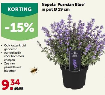 Promoties Nepeta purrsian blue in pot - Huismerk - Aveve - Geldig van 22/05/2023 tot 04/06/2023 bij Aveve