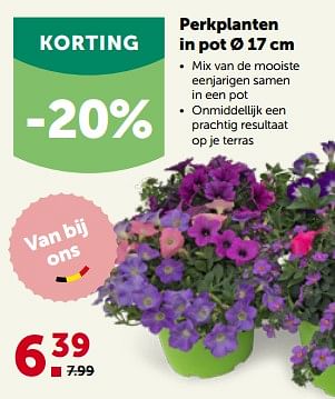 Promotions Perkplanten in pot - Produit maison - Aveve - Valide de 22/05/2023 à 04/06/2023 chez Aveve