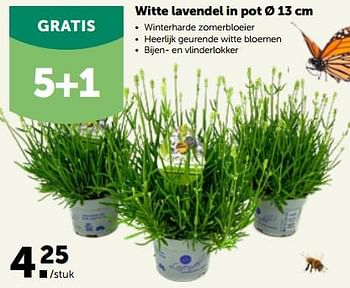 Promotions Witte lavendel in pot - Produit maison - Aveve - Valide de 22/05/2023 à 04/06/2023 chez Aveve