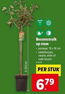 Promoties Bessenstruik op stam - Huismerk - Lidl - Geldig van 24/05/2023 tot 30/05/2023 bij Lidl