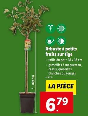 Promotions Arbuste à petits fruits sur tige - Produit maison - Lidl - Valide de 24/05/2023 à 30/05/2023 chez Lidl
