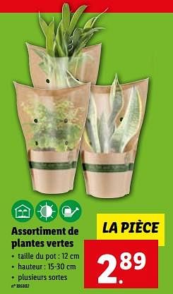 Promotions Assortiment de plantes vertes - Produit maison - Lidl - Valide de 24/05/2023 à 30/05/2023 chez Lidl