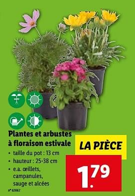 Promoties Plantes et arbustes à floraison estivale - Huismerk - Lidl - Geldig van 24/05/2023 tot 30/05/2023 bij Lidl