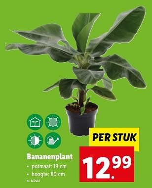 Promoties Bananenplant - Huismerk - Lidl - Geldig van 31/05/2023 tot 06/06/2023 bij Lidl
