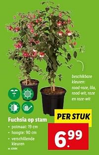 Fuchsia op stam-Huismerk - Lidl