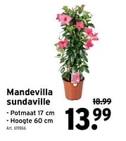 Promoties Mandevilla sundaville - Huismerk - Gamma - Geldig van 24/05/2023 tot 06/06/2023 bij Gamma
