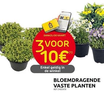 Promoties Bloemdragende vaste planten - Huismerk - Brico - Geldig van 31/05/2023 tot 12/06/2023 bij Brico
